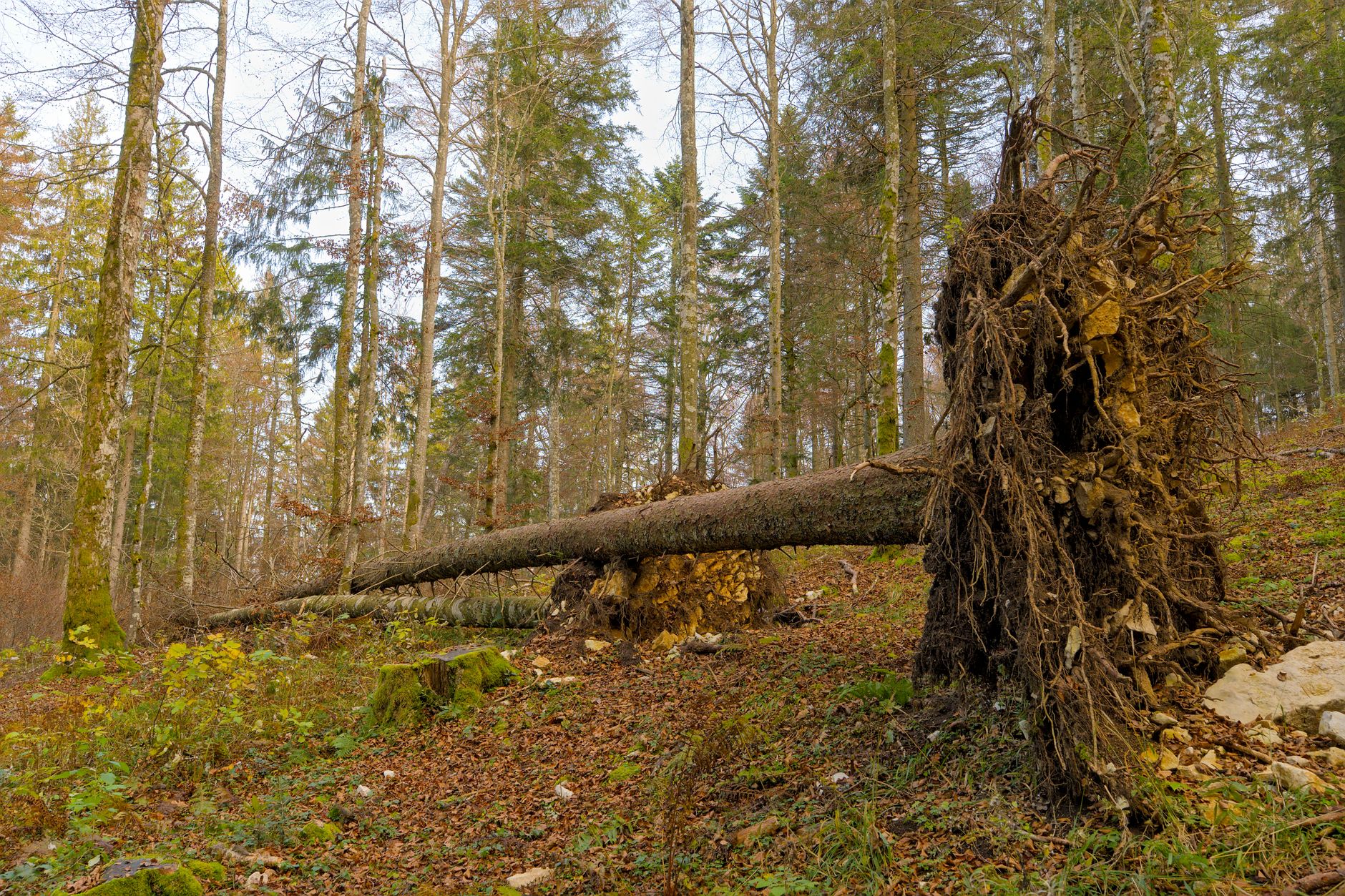 Enlèvement arbre urgence équipe à Limoges